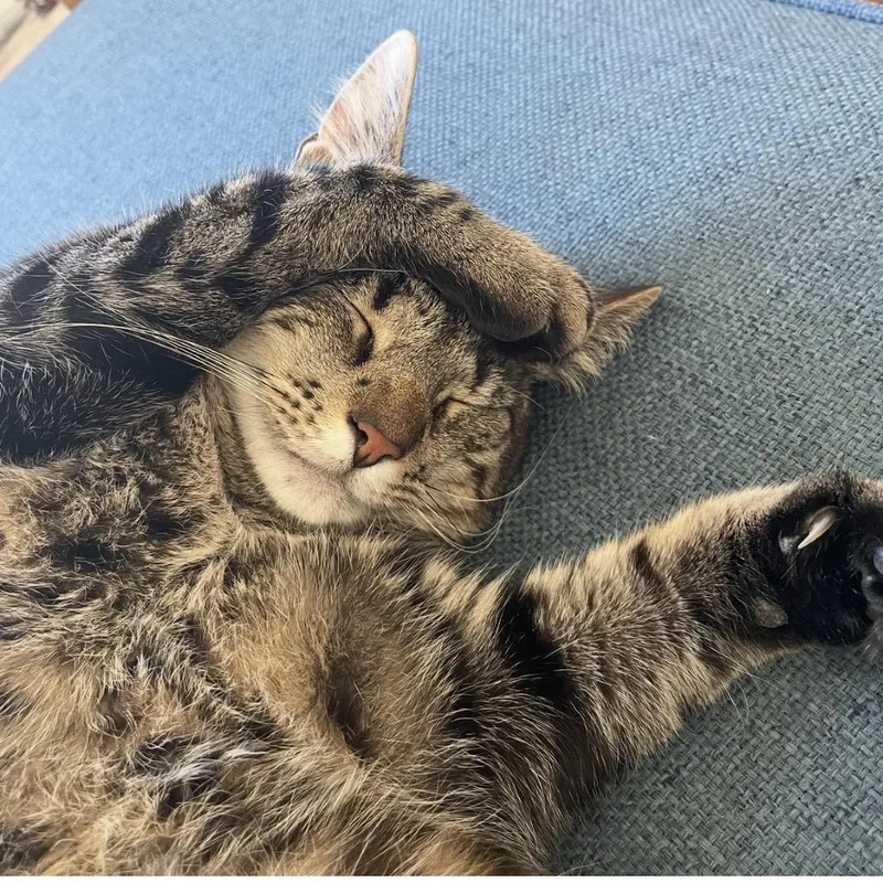 An adult large-sized male Tabby (Buff / Tan / Fawn) Domestic Short Hair cat named Pocomo for adoption in Nantucket, MA