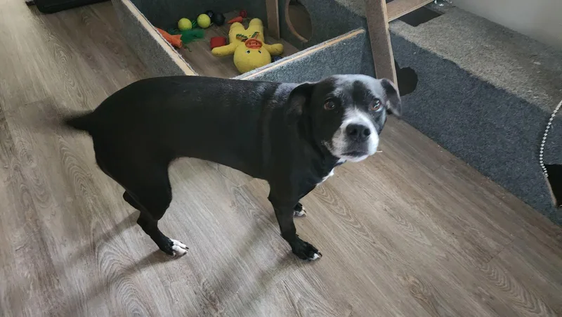 An adult large-sized female Labrador Retriever dog named Daisy for adoption in Locust Grove, GA