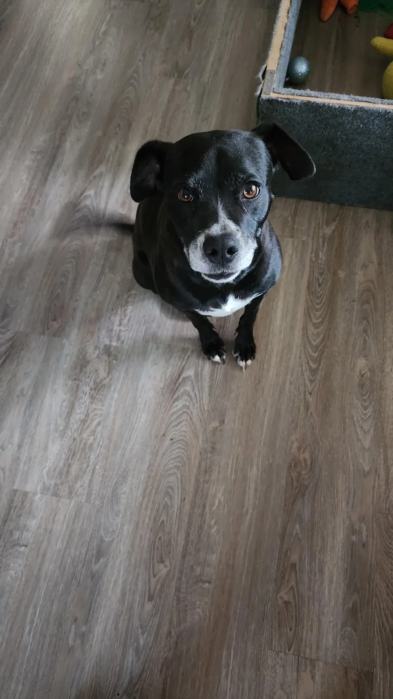 Daisy thumbnail 2