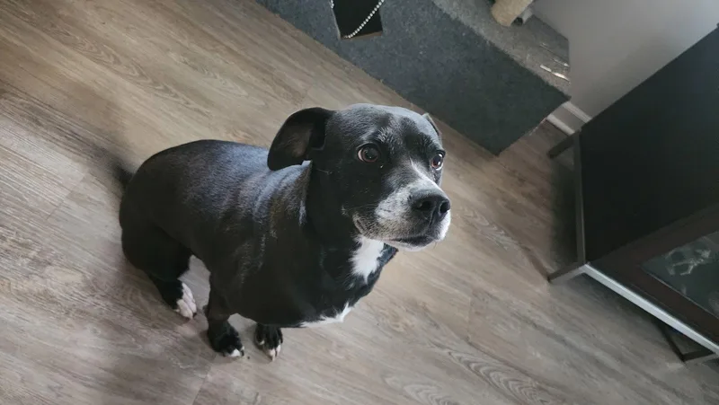 Daisy thumbnail 3