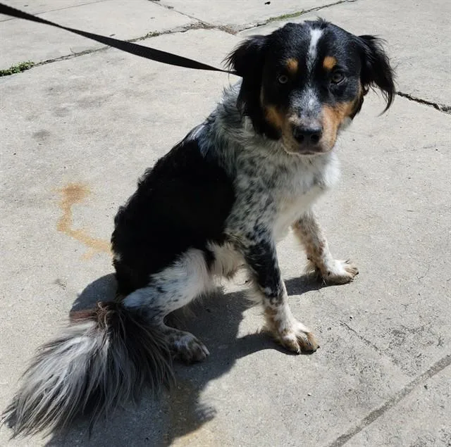 A young medium-sized male Australian Shepherd dog named Pickles for adoption in San Antonio, TX