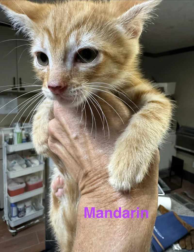 Mandarin
