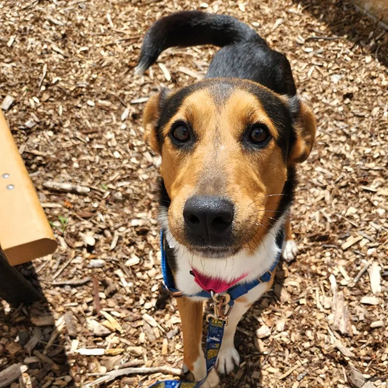 A young medium-sized male Black Collie dog named Kimber for adoption in Falls Church, VA