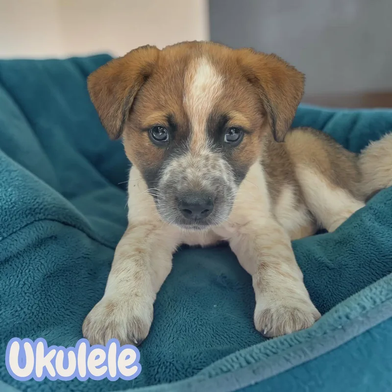 Ukulele  sweet  thumbnail 2
