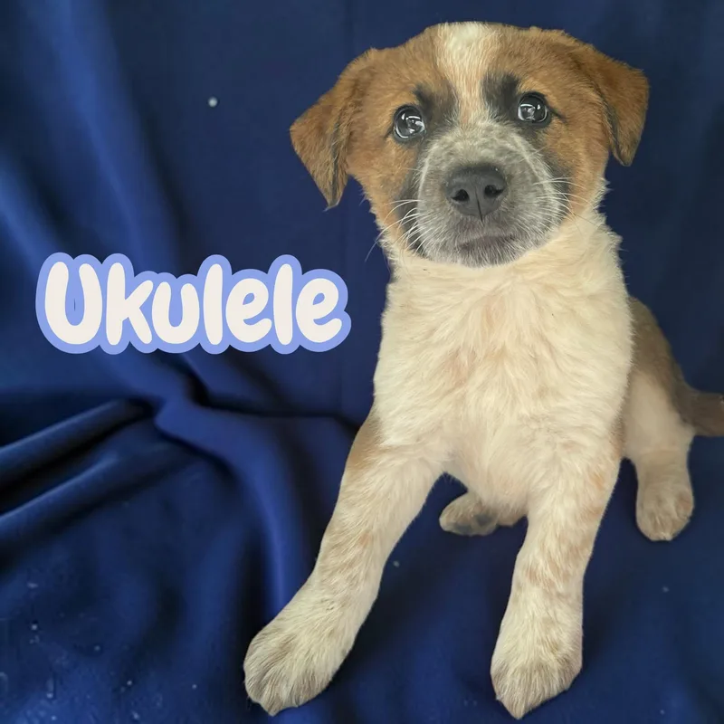 Ukulele  sweet  thumbnail 4