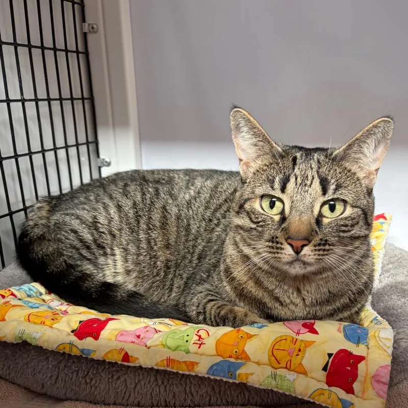 An adult medium-sized female Brown / Chocolate Domestic Short Hair cat named Bridget for adoption in Sarasota, FL