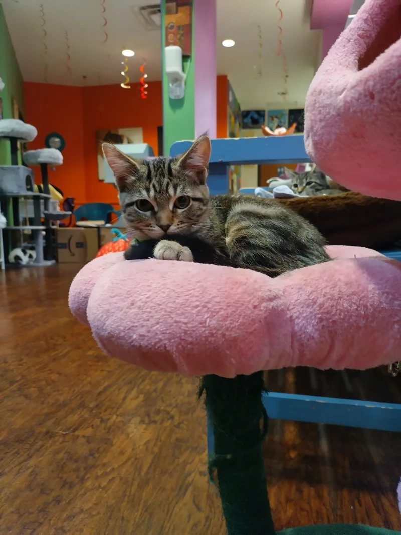 A young small-sized female Tabby (Brown / Chocolate) Domestic Short Hair cat named Apple Fritter for adoption in The Colony, TX