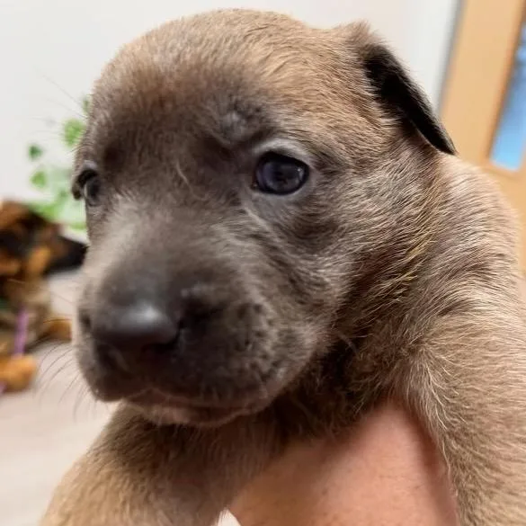 Rosemary thumbnail 2