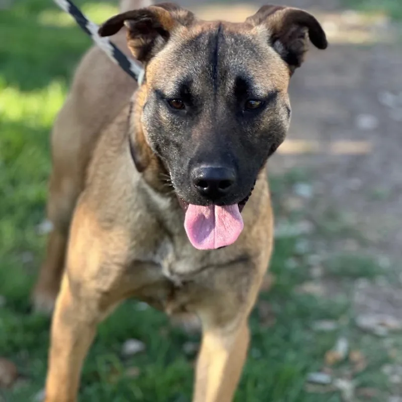 Rosemary thumbnail 3