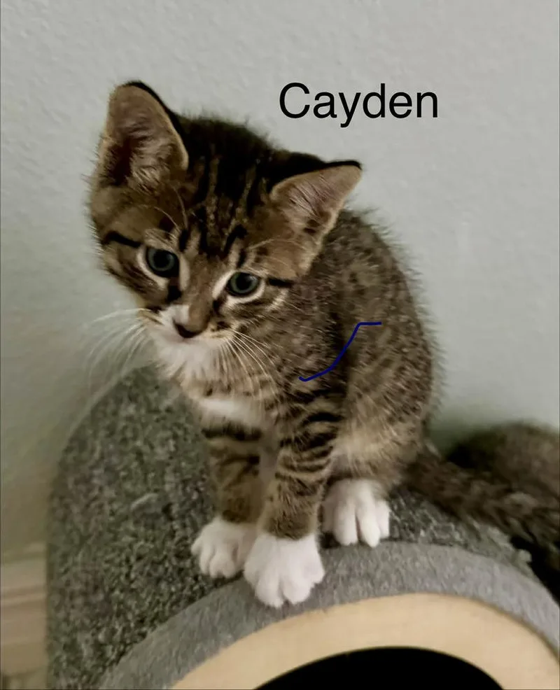 Cayden
