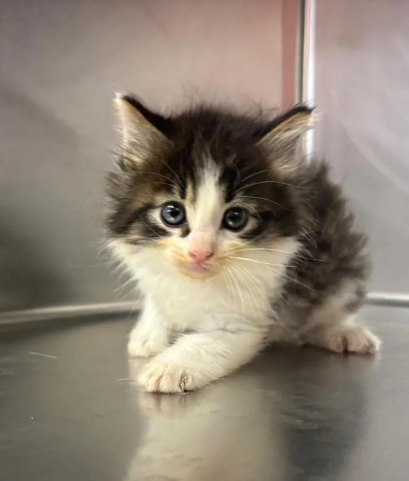A baby medium-sized male Domestic Medium Hair cat named Brady for adoption in Murray, KY