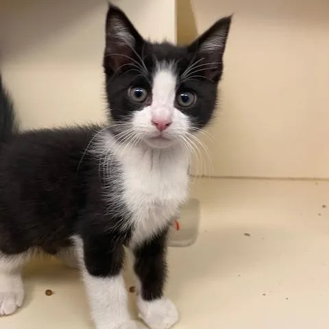 A baby small-sized male Black Domestic Short Hair cat named Pablo for adoption in Dayton, OH