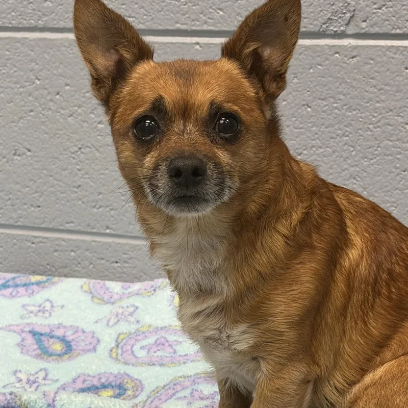 A senior small-sized male Brown / Chocolate Chihuahua dog named Fennec for adoption in Marion, VA