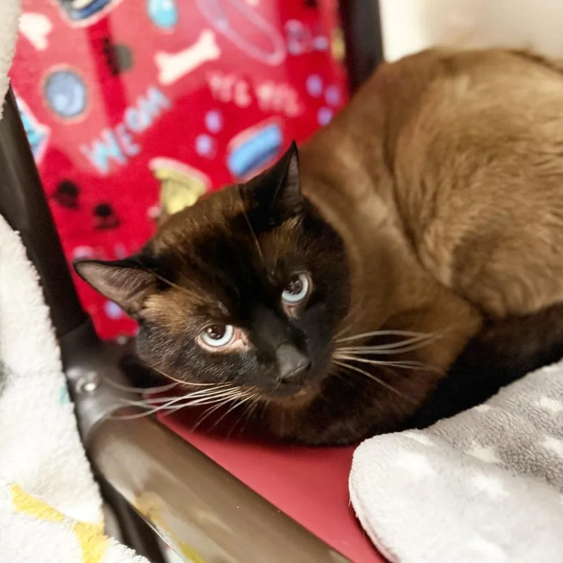 A young medium-sized male Siamese cat named Mickey Mouser  Handsome for adoption in Oshkosh, WI