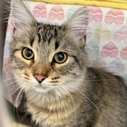 An adult medium-sized female Tabby (Brown / Chocolate) Domestic Short Hair cat named Emmy for adoption in Lansing, MI