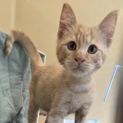 A baby small-sized male Domestic Short Hair cat named Rainbow for adoption in Voorhees, NJ