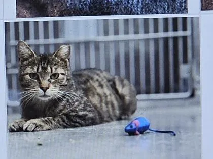 An adult small-sized female Domestic Short Hair cat named Minnie for adoption in Cincinnati, OH