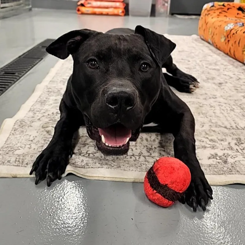 An adult medium-sized male Black Mixed Breed dog named Batman for adoption in Allentown, PA