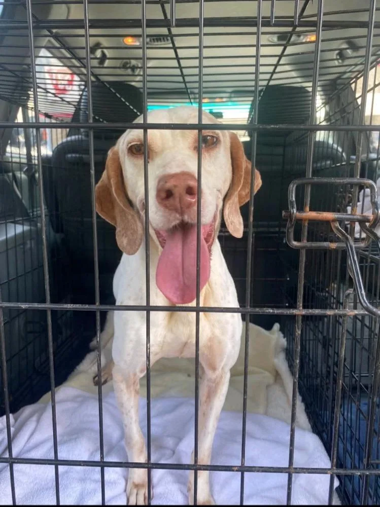 A senior medium-sized male Tricolor (Brown, Black, & White) English Pointer dog named Bob for adoption in Lakeland, FL