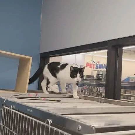 A young medium-sized male Black & White / Tuxedo Domestic Short Hair cat named Captain Tim for adoption in Grove City, OH