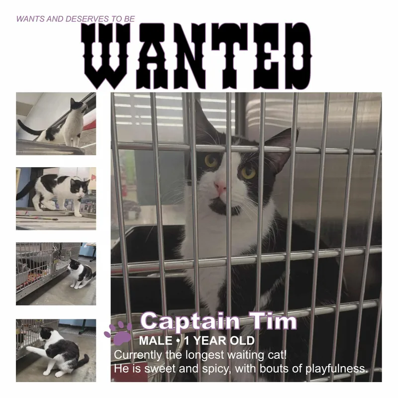 Captain Tim thumbnail 2