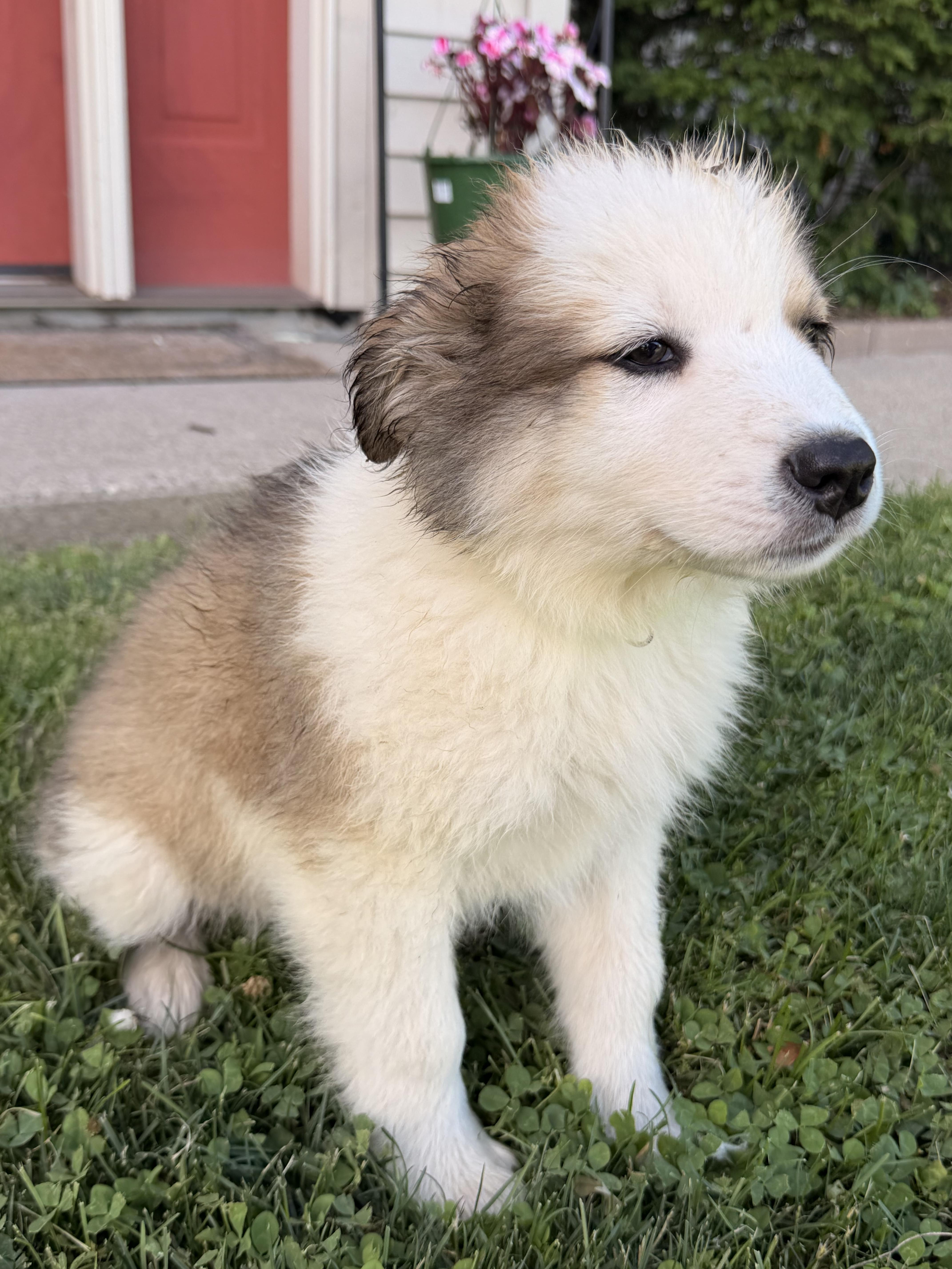 A baby large-sized male Bicolor Great Pyrenees dog named Moose for adoption in North Freedom, WI