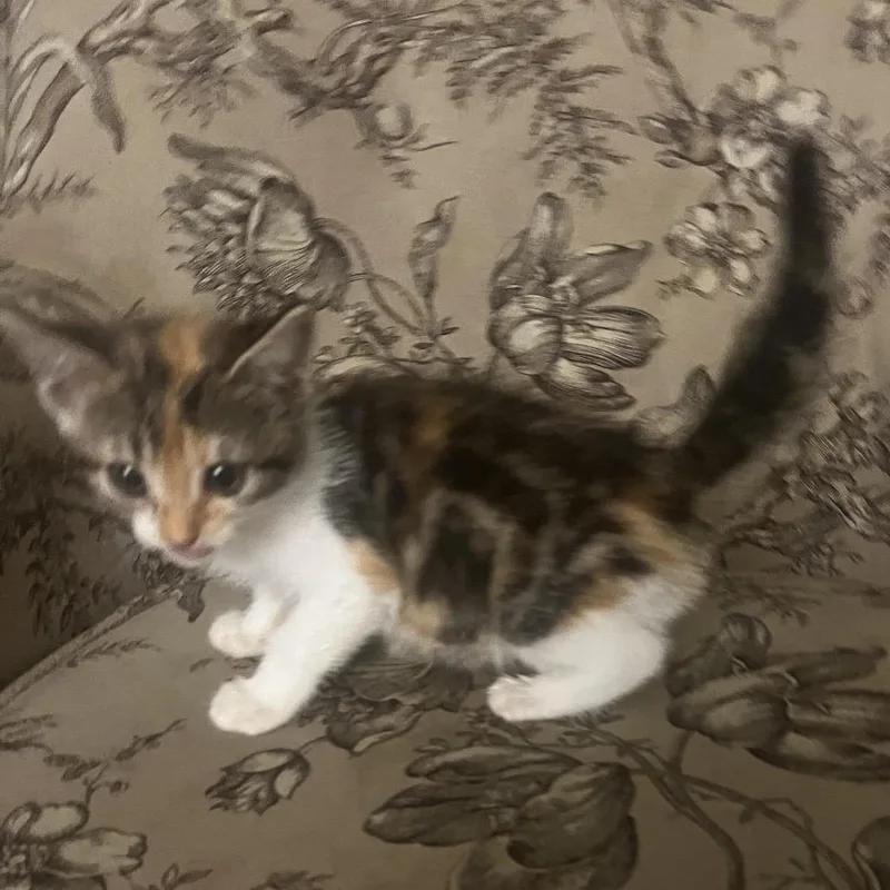 A baby small-sized female Calico Domestic Short Hair cat named Topaz for adoption in North Port, FL