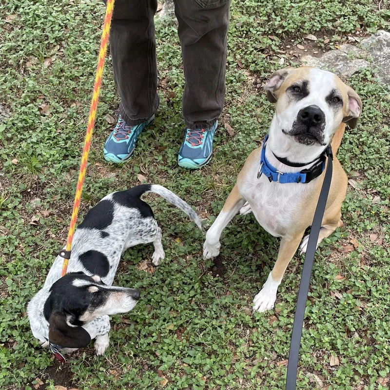 Pawdrey Hepburn thumbnail 2