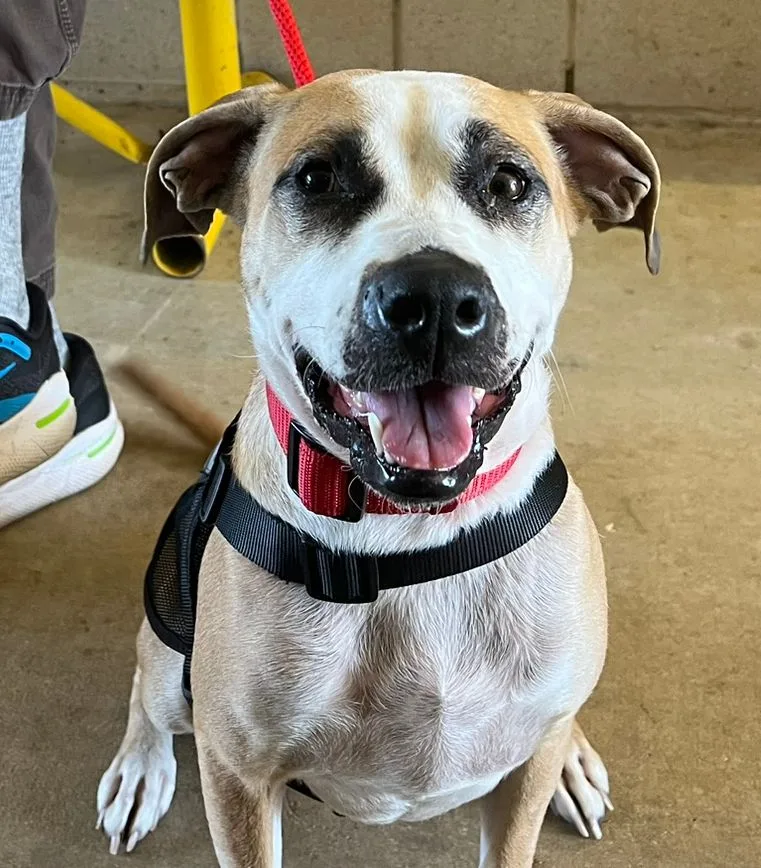 Pawdrey Hepburn thumbnail 3