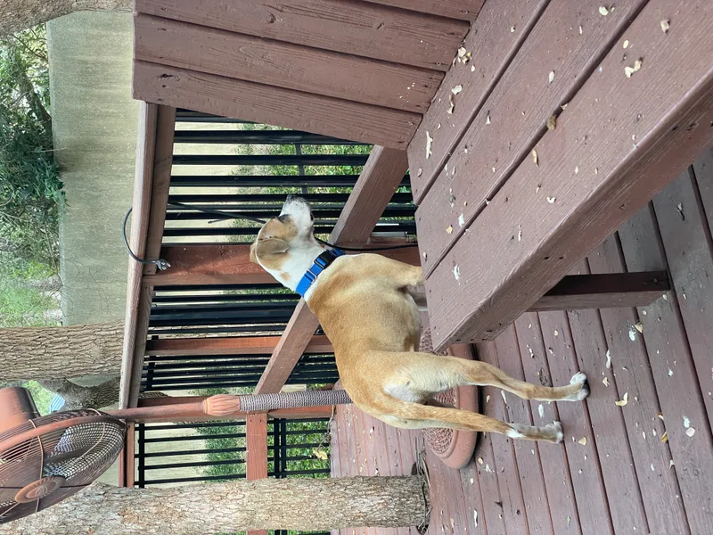 Pawdrey Hepburn thumbnail 4