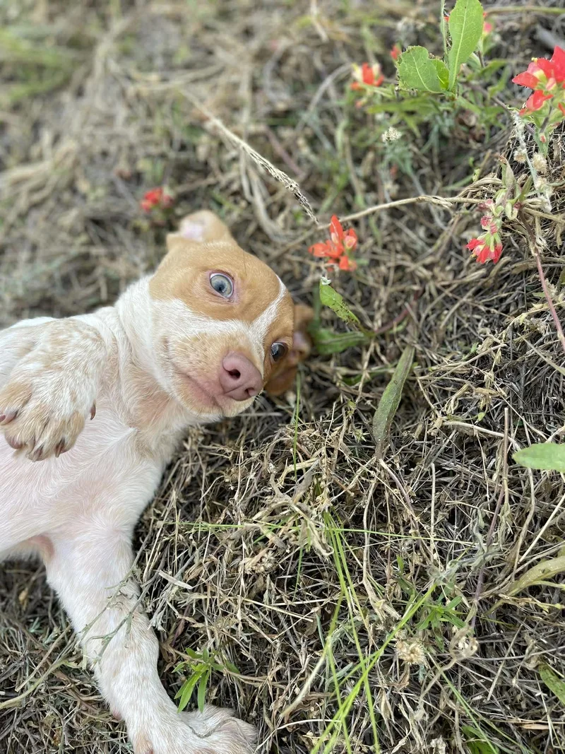 A baby small-sized male Golden Chihuahua dog named Jimmy Bee for adoption in Sadler, TX