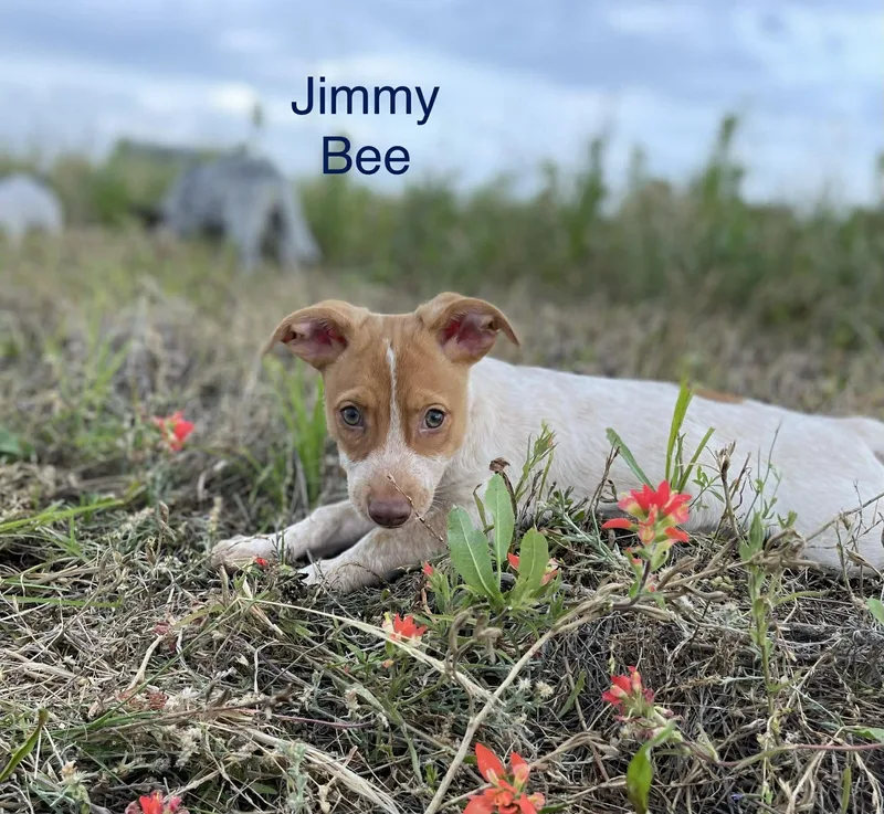 Jimmy Bee thumbnail 6