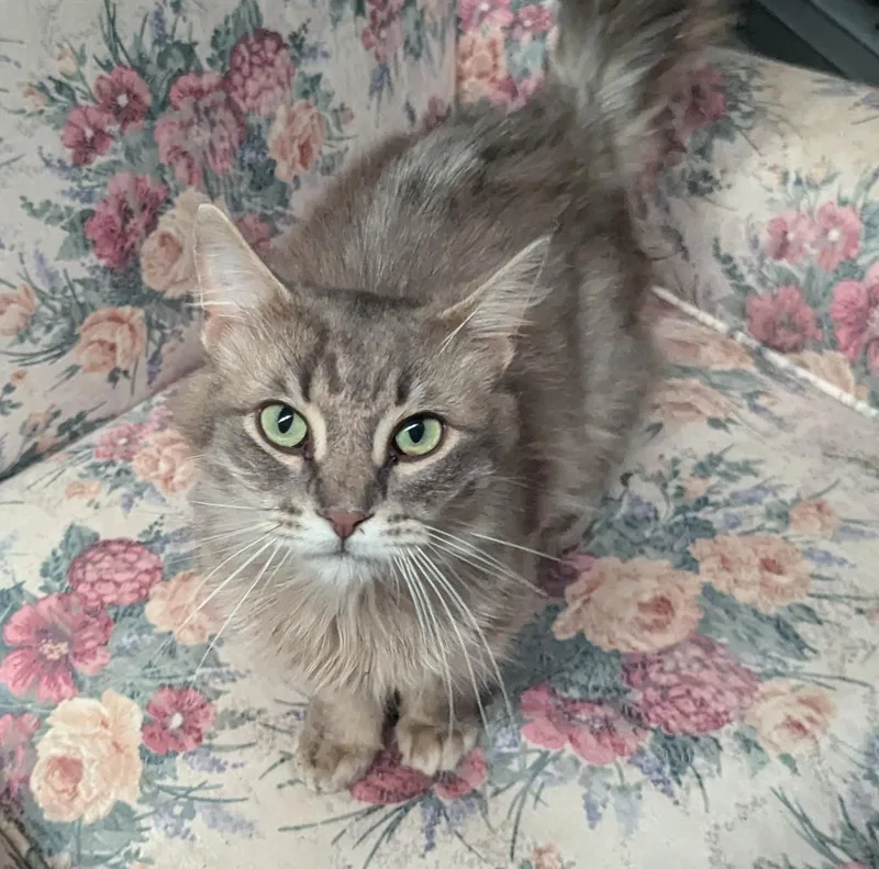 A young medium-sized male Gray / Blue / Silver Domestic Medium Hair cat named Tucker for adoption in Little Falls, MN