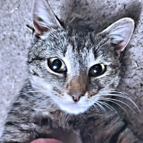 A young medium-sized female Tabby (Gray / Blue / Silver) Tabby cat named Bella for adoption in Rutherfordton, NC