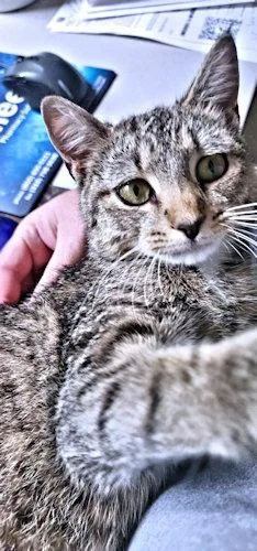 Bella thumbnail 2