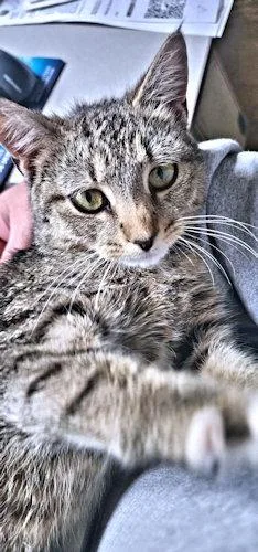 Bella thumbnail 3