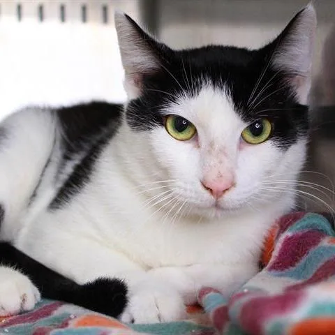 A young medium-sized male Black Domestic Short Hair cat named Buddy for adoption in Hopkinton, MA