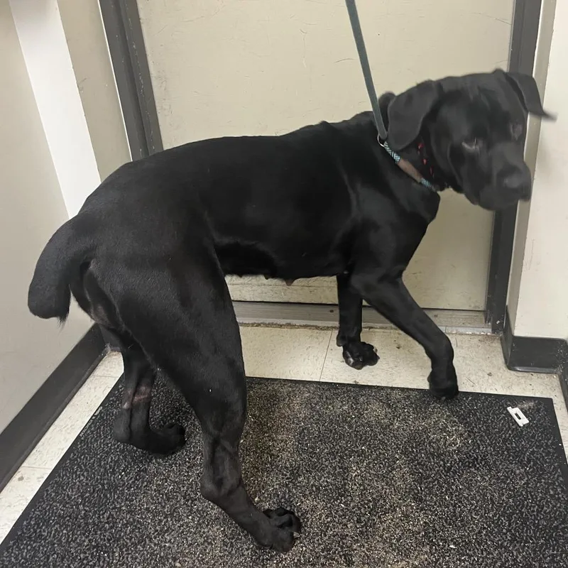 A young large-sized female Black Cane Corso dog named Porsha for adoption in Mount Gilead, NC