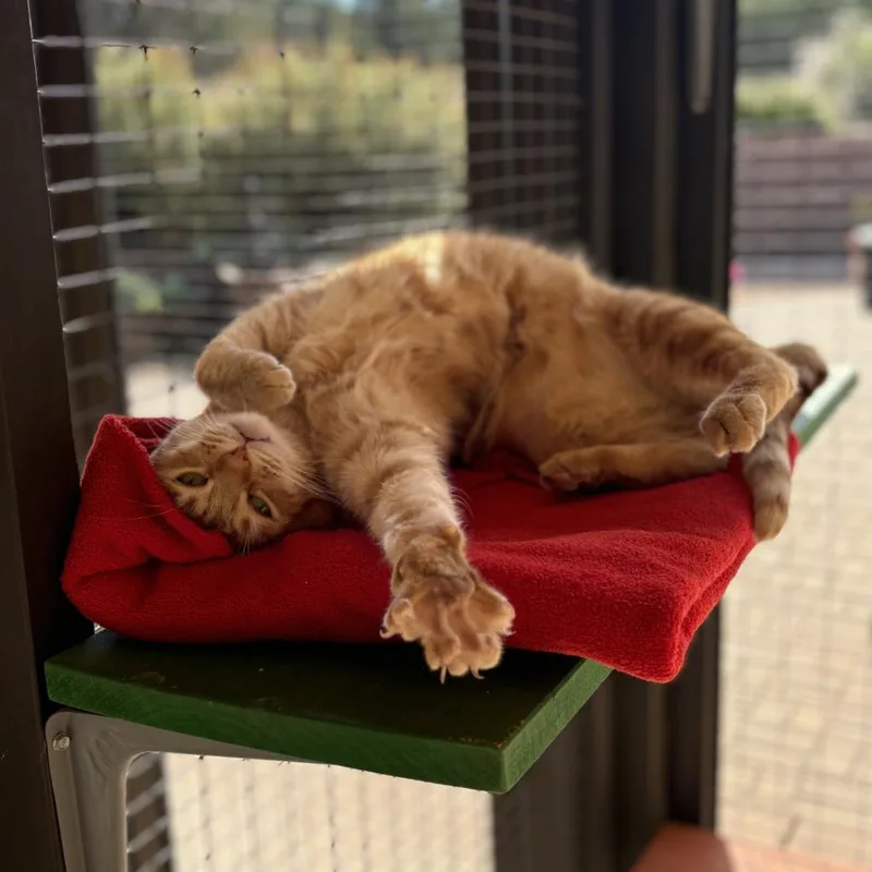 A senior large-sized male Orange / Red Domestic Medium Hair cat named Ostrich for adoption in Branford, CT