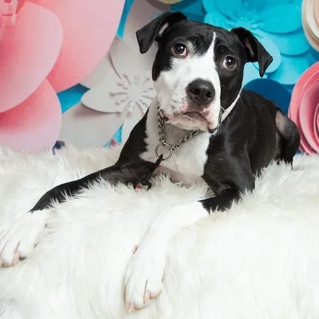 An adult medium-sized female Black Pit Bull Terrier dog named Phoebe for adoption in Melbourne, KY