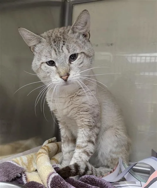 An adult small-sized male Domestic Short Hair cat named Lionel for adoption in San Antonio, TX