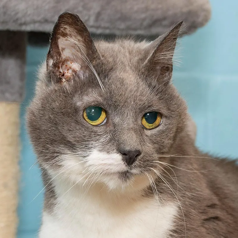 A senior medium-sized male Domestic Short Hair cat named Leo for adoption in Troy, OH