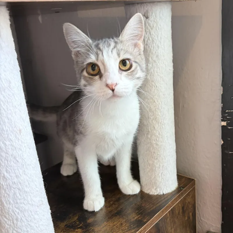A baby small-sized female Gray / Blue / Silver Domestic Short Hair cat named Harmony for adoption in Los Angeles, CA