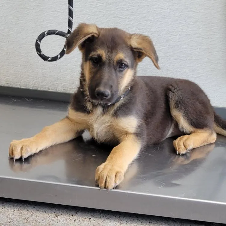 A baby small-sized female Black Mixed Breed dog named Liberty for adoption in Las Cruces, NM