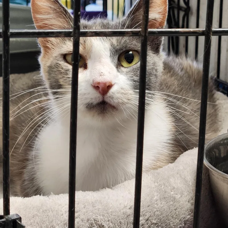 Peaches C thumbnail 2