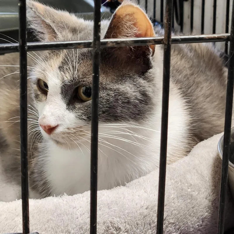 Peaches C thumbnail 3