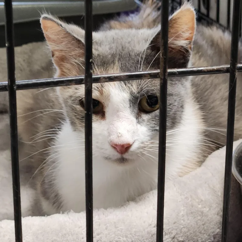 Peaches C thumbnail 4