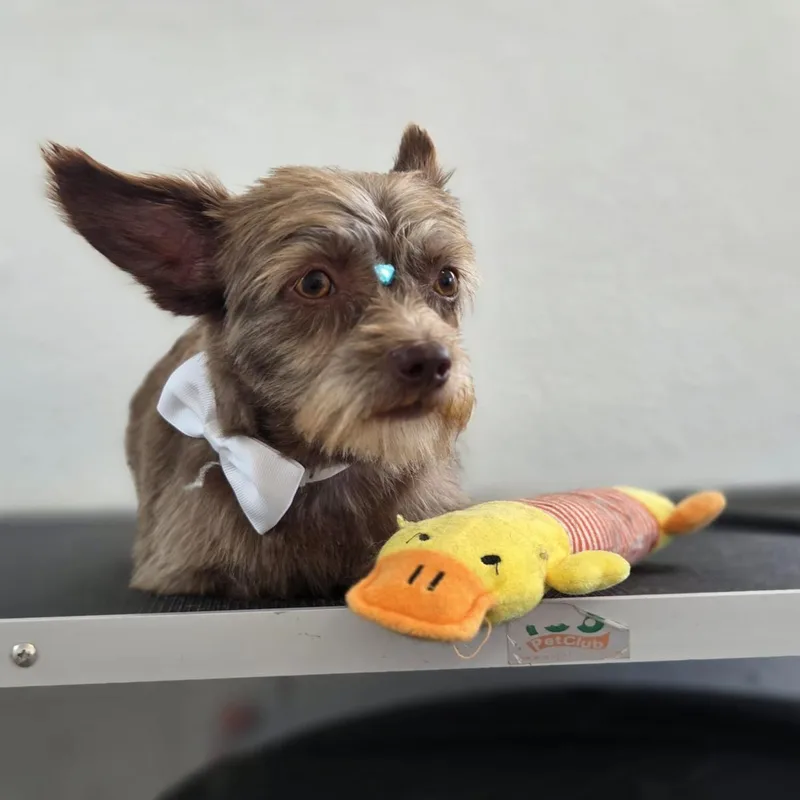 Brownie thumbnail 2