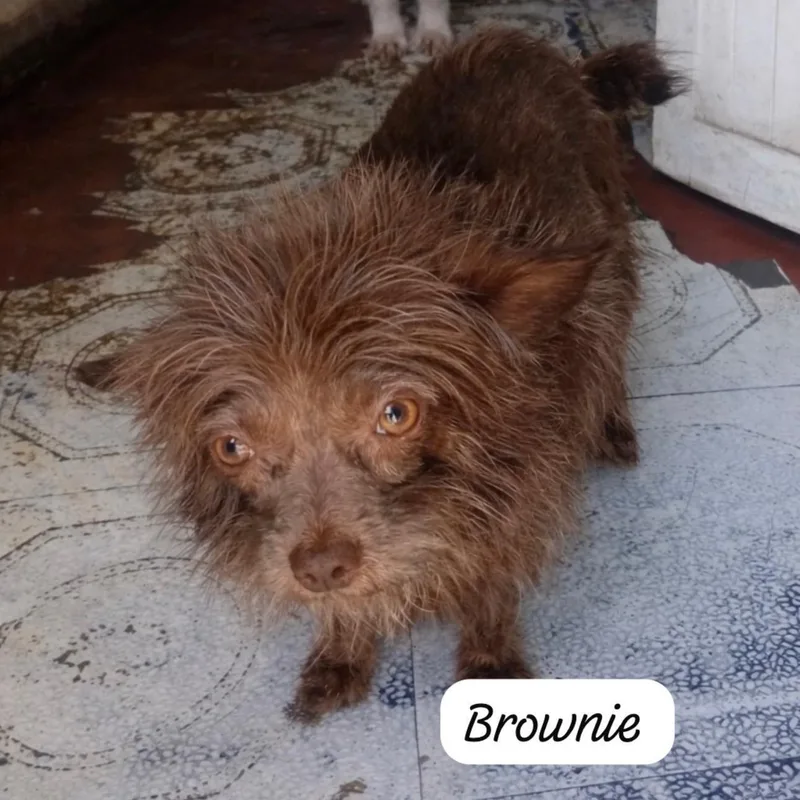 Brownie thumbnail 4