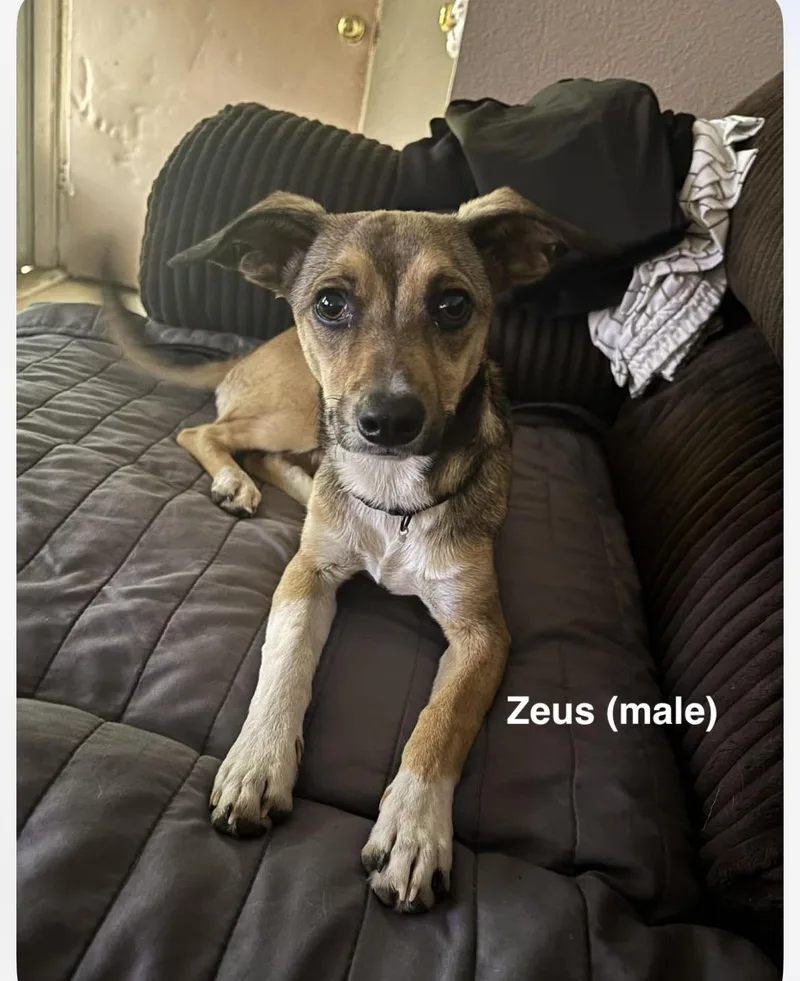 Luna & Zeus thumbnail 2